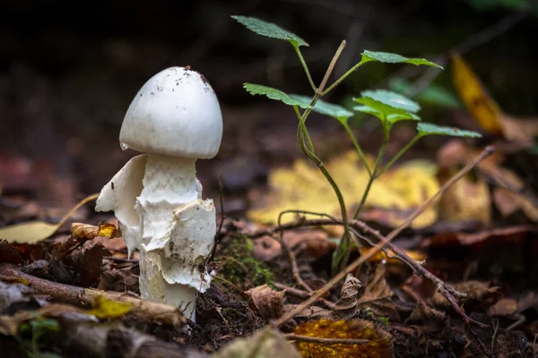 Fly agaric white  in forest — Stock Photo, Image