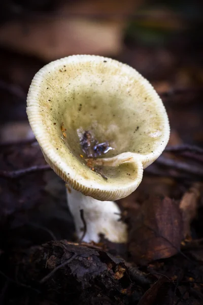 Fungi in savage forest — Stock Photo, Image