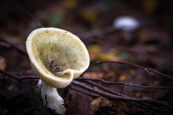 Fungi in savage forest — Stock Photo, Image