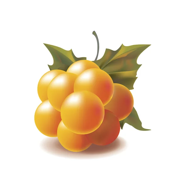 Клубника. Rubus chamahous — стоковый вектор