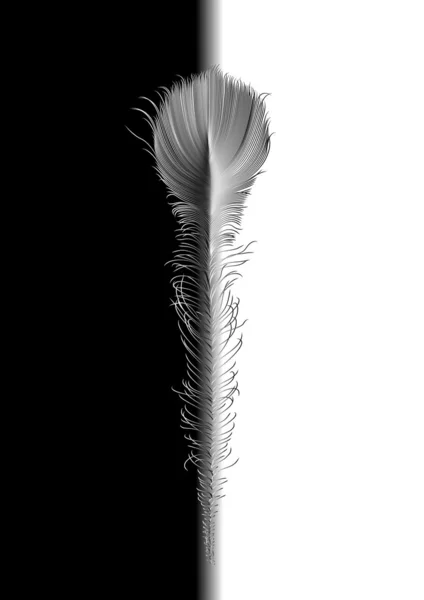 Tavuskuşu'nın tüy