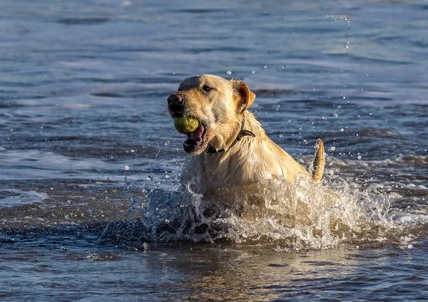 Labrador Murray Che Gioca Mare — Foto Stock