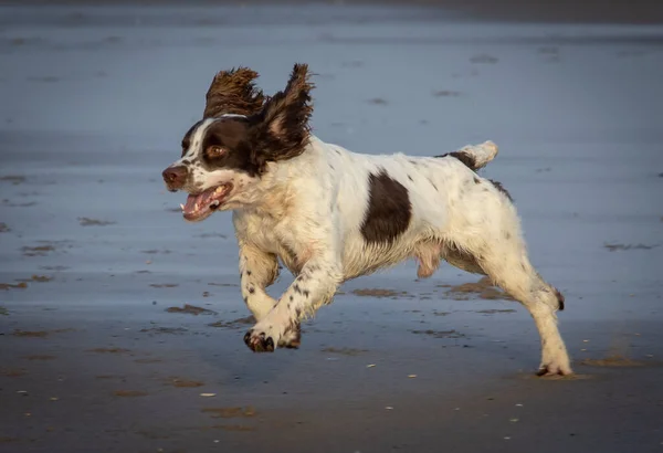 Fraisethorpe Plajında Oynayan Bir Spaniel - Stok İmaj