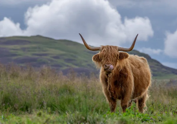 Highland Cow Sticking Out Tongue — Stock Photo, Image