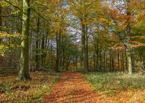A trail through woodland trees and colourful autumn foliage on a sunny day with dappled light.