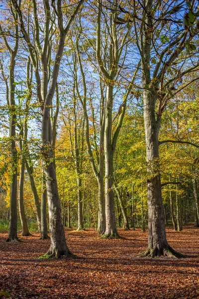 Uma Trilha Através Uma Folha Árvores Bosque Alcatifadas Folhagem Outono — Fotografia de Stock