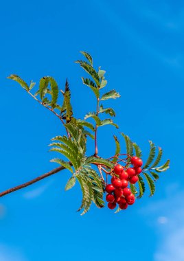 Rowan ağacının bir dalı gökyüzü arka planına sahip yapraklar ve meyveler