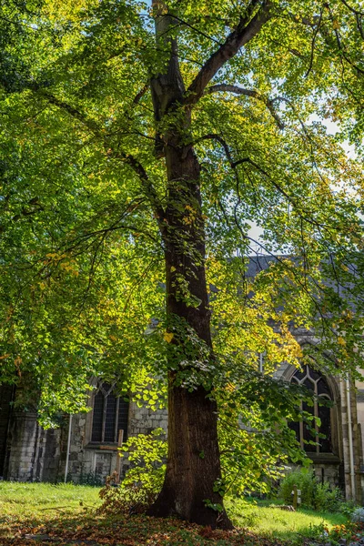 Ett Stort Baklyst Träd Kyrkogård Med Kyrka Bakgrunden — Stockfoto