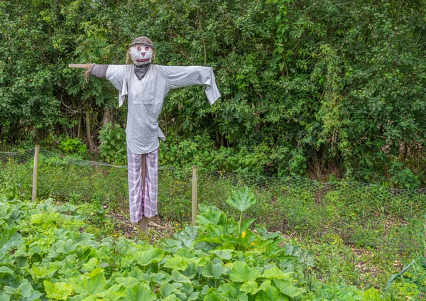 A straw scarecrow dressed in shirt and trousers with basket hat  standing in a garden.