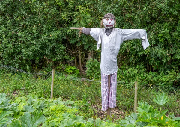 A straw scarecrow dressed in shirt and trousers with basket hat  standing in a garden.