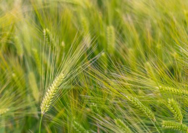 Güneşli bir günde yeşil bir arpa arka planında yeşil bir tarlada arpa kulakları