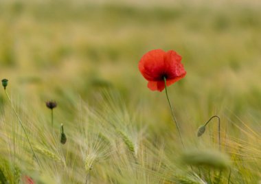 Bir tarlada tek bir kırmızı haşhaş çiçeği, bulanık yeşil buğday başakları güneşli bir günde