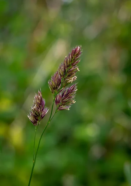 Isolated wild grass seeding head in a grass meadow with bokeh background