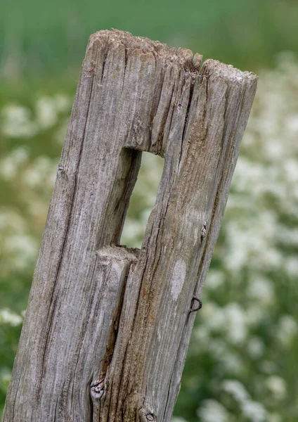 An old wooden fence post with hole in and leaning over with field and meadow in the background.