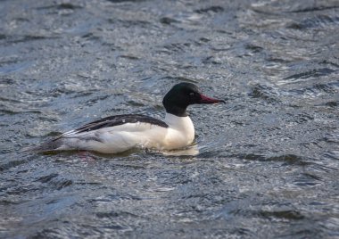 Erkek bir Goosander (Mergus merganser) rüzgarlı bir günde dalgalı suda sallanıyor.