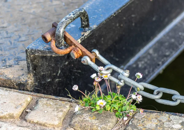 Stålkedja Och Lås Med Vilda Prästkragar Som Växer Upp Genom — Stockfoto