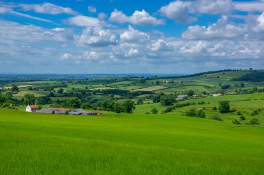 Mavi gökyüzü, bulutlar ve yuvarlanan tepelerle güneşli bir günde yeşil buğday tarlasında yol alan kulaklar..