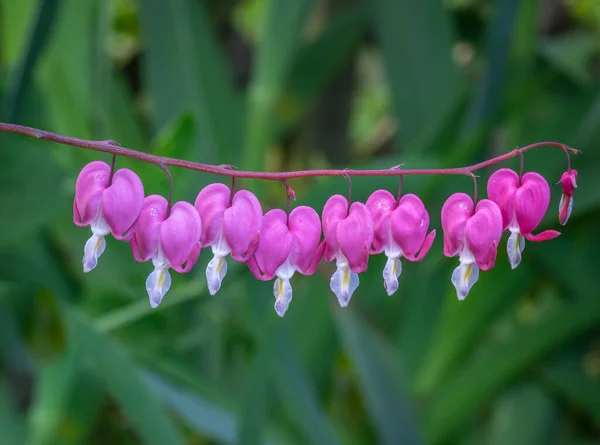 Řada Růžové Krvácející Srdce Květiny Zeleným Rozmazaným Pozadím — Stock fotografie