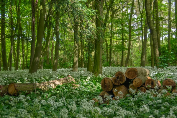 Woodland scene with green trees with the ground covered by wild garlic with cut logs in the foreground.