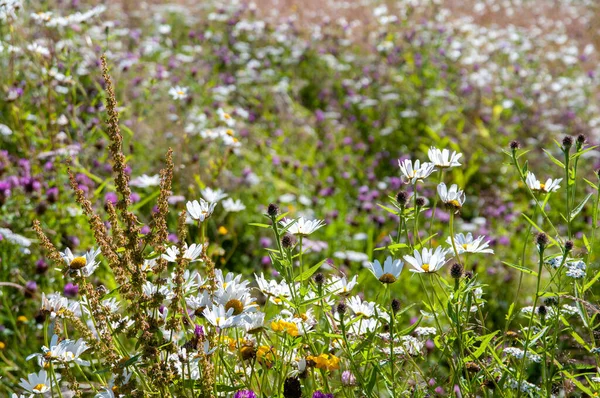 Marguerites Sauvages Autres Fleurs Dans Champ Par Une Journée Ensoleillée — Photo