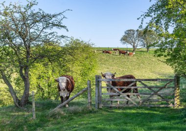 Arka planda diğer ineklerle birlikte bir kapının arkasındaki tarlada iki Hereford ineği..