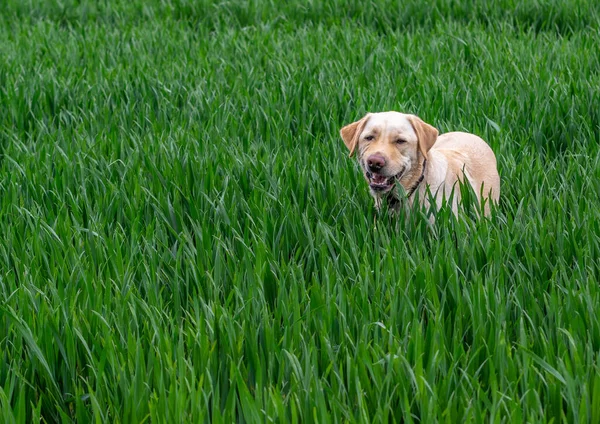Een Retreiver Hond Staand Hoog Gras Een Veld Grijnzend — Stockfoto