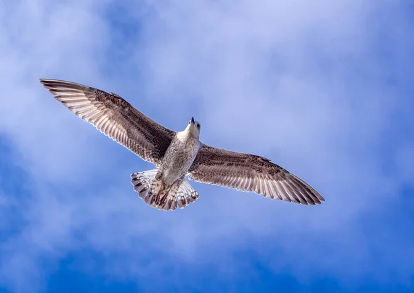 Single Seagull Flying Sky Blue Background — Stock Photo, Image