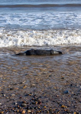 Hornsea Doğu Yorkshire sahilinde ölü bir fok..