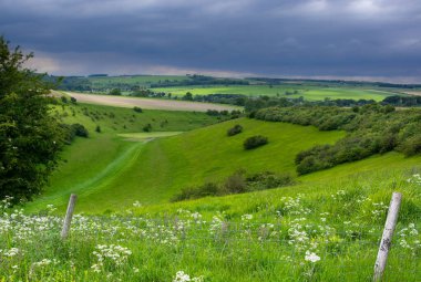 Yorkshire Kurtları 'na bakın.