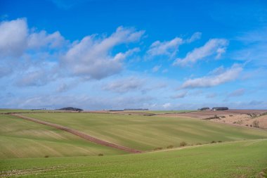 Taze ekilmiş yeşil tarlalar. Yorshire Wolds 'ta yuvarlanan tepeler ve mavi gökyüzü boyunca traktör izleri var..