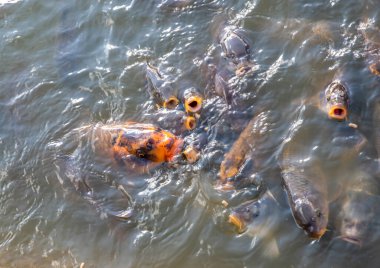 Yüzeydeki bir gölette beslenen bir miktar Koi sazan balığı..