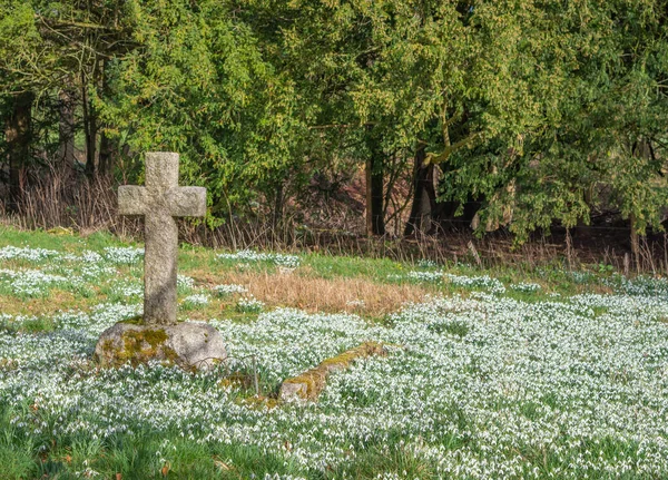 緑の背景を持つ雪の滴で覆われた墓地の石の十字架 — ストック写真