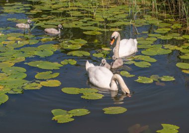 Yeşil zambaklı ve güneşli bir günde kamışlı bir kanalda tüylü gri cygnetleri olan kuğu ailesi..