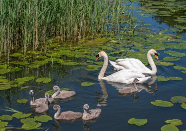Yeşil zambaklı ve güneşli bir günde kamışlı bir kanalda tüylü gri cygnetleri olan kuğu ailesi..