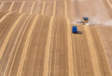 Bir Combine Hasat ve Traktör, güneşli bir günde altın tepelerdeki tarlalarda buğday hasat ediyorlar..