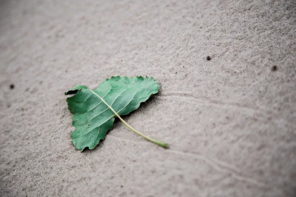 Leaf of time — Stock Photo, Image