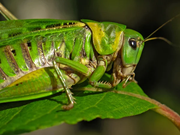 Grasshopper on a leaf — Stock Photo, Image