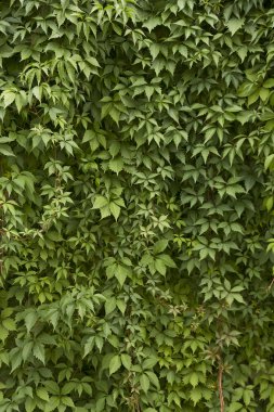 Asması yeşil yaprakları bir duvar kaplama