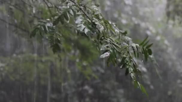 Heavy rain falls on the tree branches — Stock Video