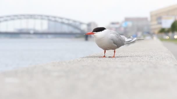 Tern en el parapeto del paseo marítimo — Vídeos de Stock