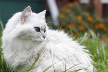 Güzel gözleri olan kızgın beyaz kedi.