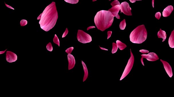 Red rose petals falling on the black background. Alpha Channel is included.