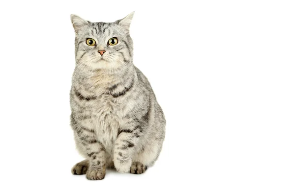 แมวสีเทาสวย — ภาพถ่ายสต็อก