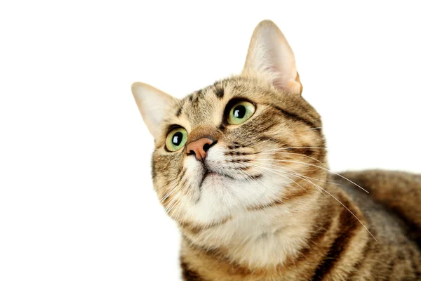 Gyönyörű szürke macska — Stock Fotó