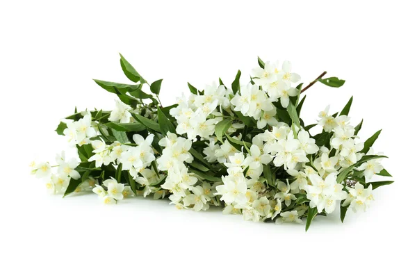 Vita blommor av jasmin — Stockfoto