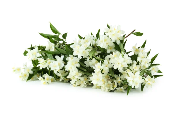 Flores blancas de jazmín — Foto de Stock