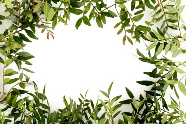 yeşil yaprak çerçeve