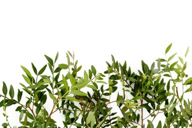 Yeşil yapraklı dal