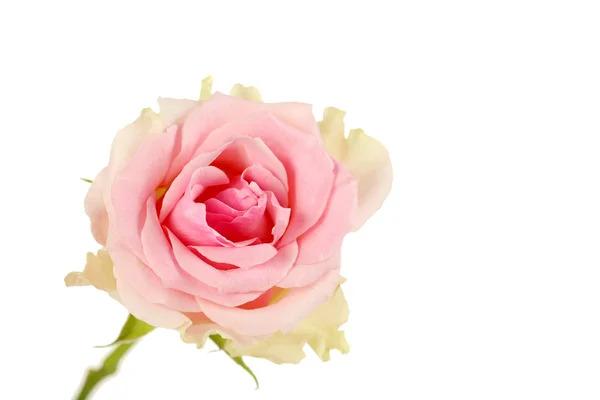 Pink beautiful rose — Stock Photo, Image