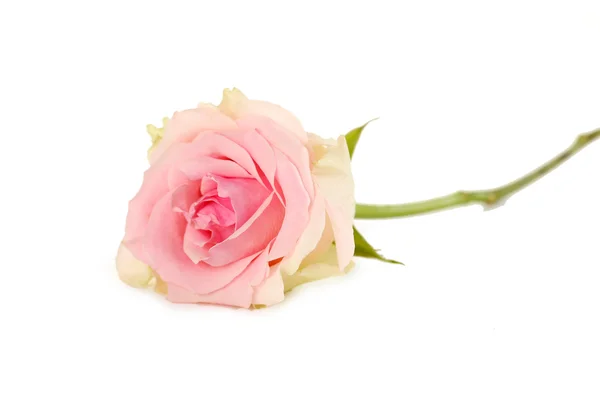 Gyönyörű Rózsa — Stock Fotó